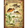 Best Blechschild (Friedfische) Angel-Dekoration|Geschenkideen Für Angler