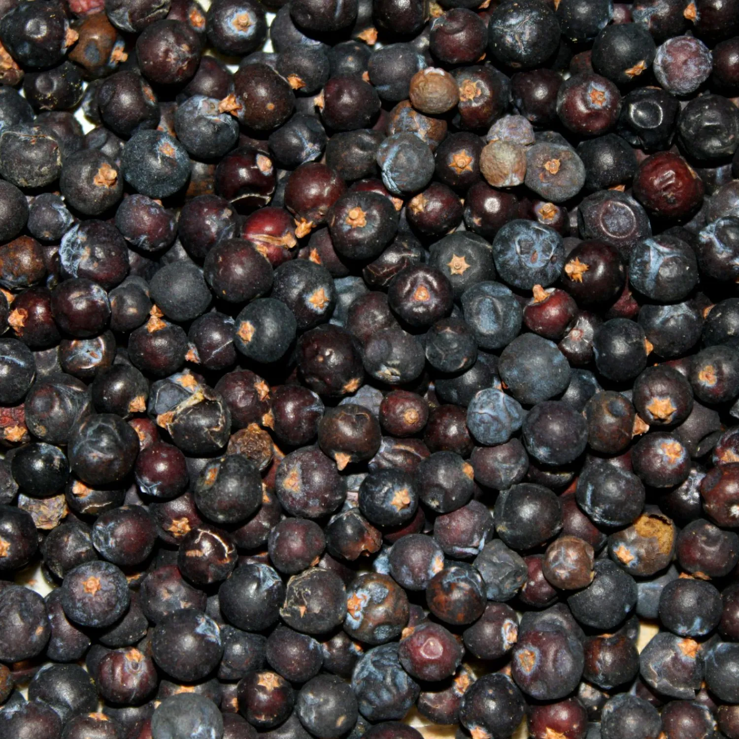 Online Wacholderbeeren Räucherbedarf·Räuchermehl & Räuchergewürze