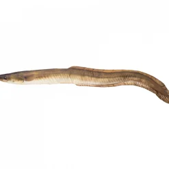 Clearance Stofftier Aal Geschenkideen Für Angler