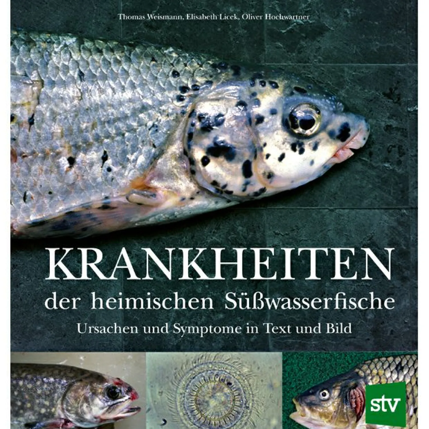 Best Krankheiten der heimischen Süßwasserfische Fischbücher Von A Bis Z