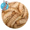 Lebendköder (Bienenmaden, 40 Stk)< Forellenangeln-Zubehör|Forellenfutter & Forellenteige