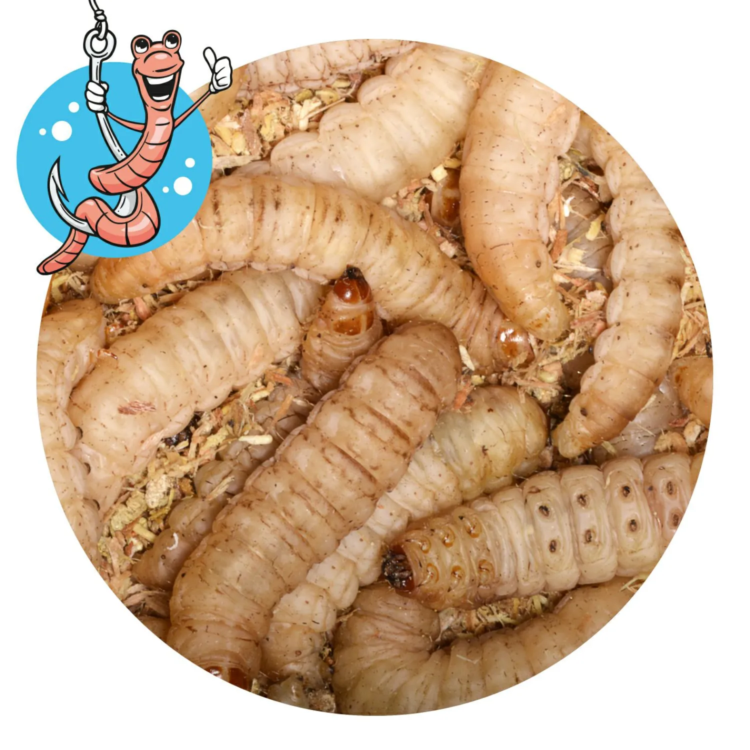 Lebendköder (Bienenmaden, 40 Stk)< Forellenangeln-Zubehör|Forellenfutter & Forellenteige
