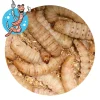 New Lebendköder (Big Bienenwachsmaden) Lebendköder