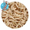 Lebendköder (Maden)< Lebendköder