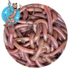 Lebendköder (Tauwurm, 12 Stk.)< Lebendköder