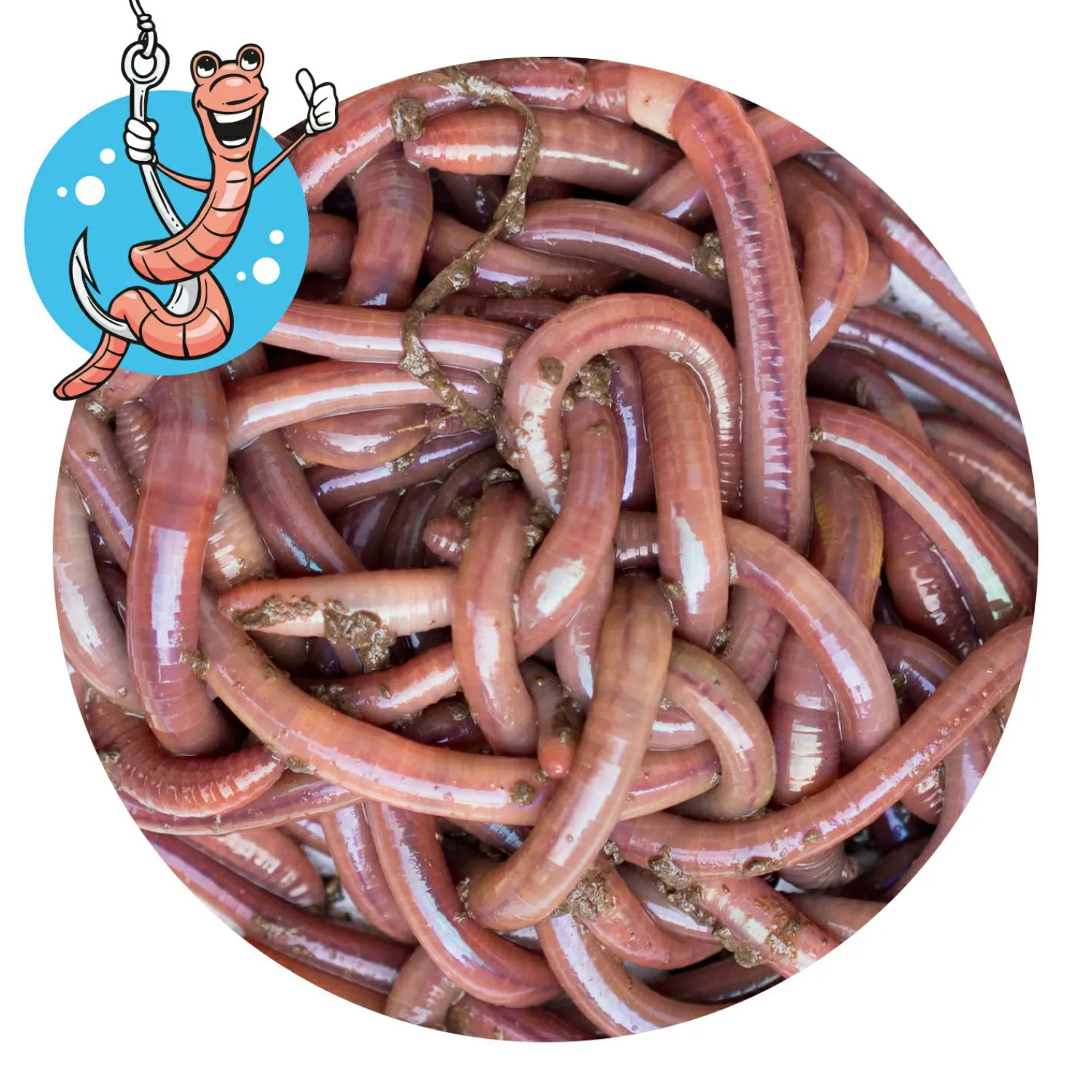 Lebendköder (Tauwurm, 12 Stk.)< Lebendköder