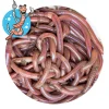 Lebendköder (Tauwurm, 24 Stk.)< Lebendköder