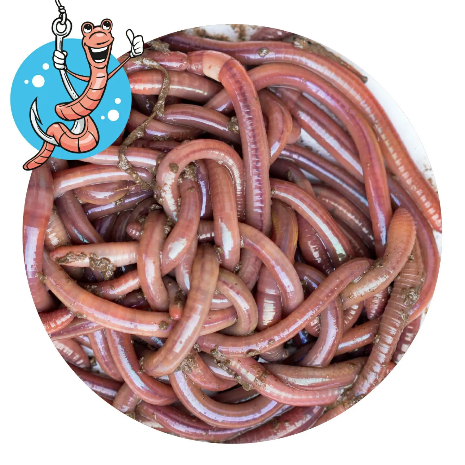 Lebendköder (Tauwurm, 24 Stk.)< Lebendköder