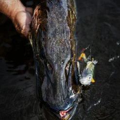 Discount Perch Skinz (Firetiger) Gummiköder ·Sonstige Weichplastikköder