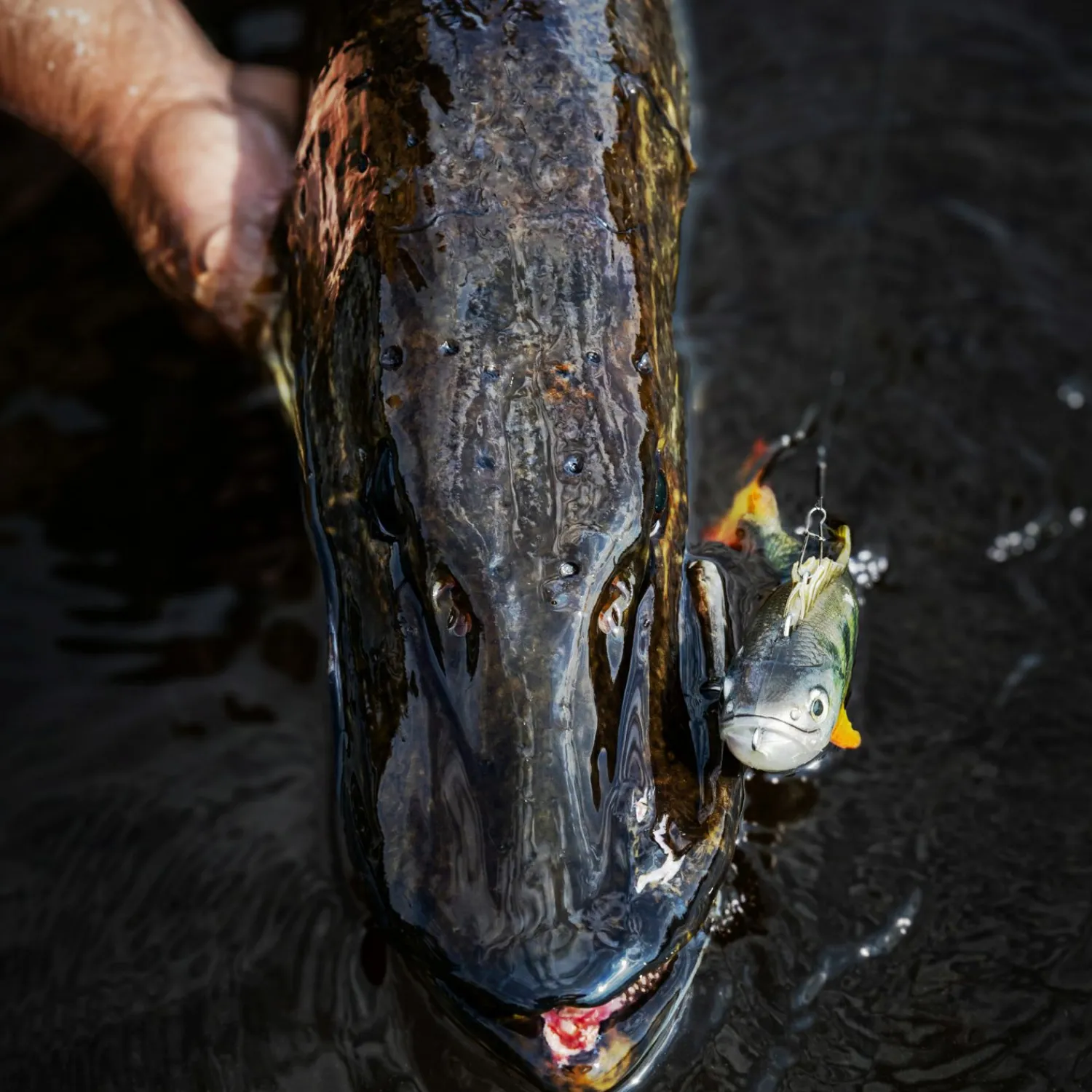 Discount Perch Skinz (Firetiger) Gummiköder ·Sonstige Weichplastikköder