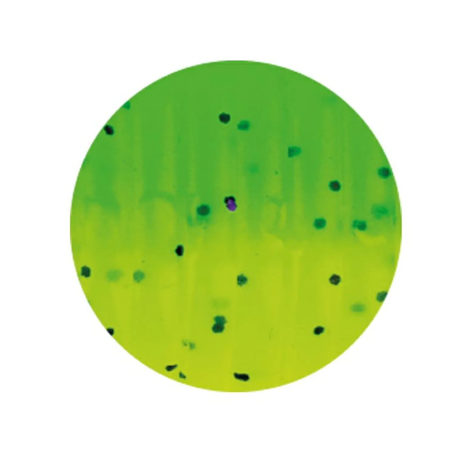 Zeck Drag-Tail (Acid Green)< Gummiköder ·Twister